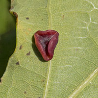gall Neuroterus albipes
